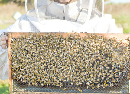 Farmhouse Artisan Goat Milk & Tallow Soap Collection