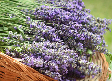 Lavender Soy Wax Candle - Lavender, Lavender, and More Lavender